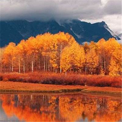 澳门一码一肖一特一中手机app下载